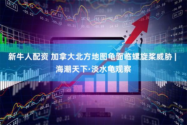新牛人配资 加拿大北方地图龟面临螺旋桨威胁 | 海潮天下·淡水龟观察